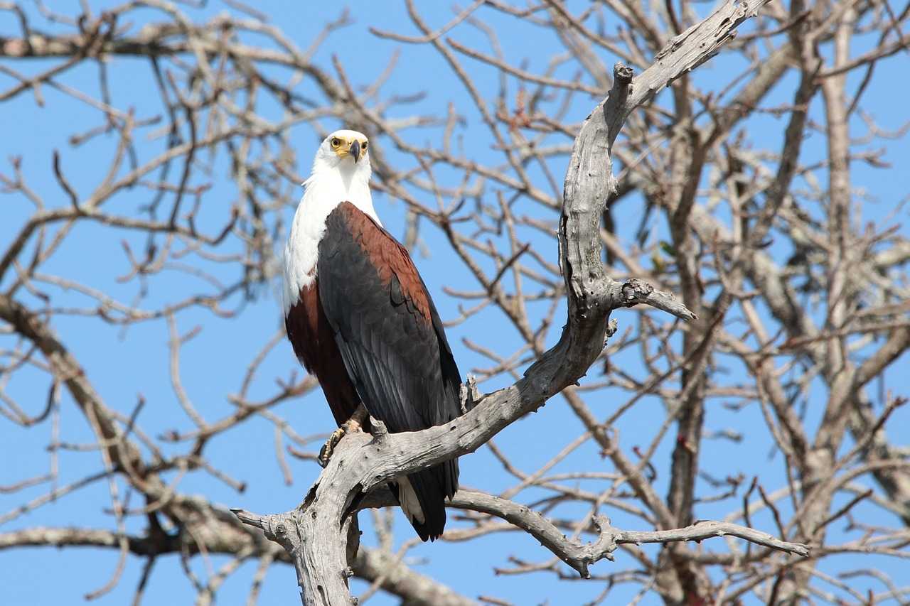 Hwange National Park